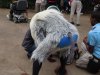 Rafiki's rear.jpg