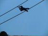 AK Siamang 1.jpg