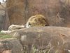 IMG_9908 - Copy.JPG