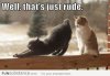 Funny-Cat-Photos-10.jpg