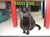 funny-pictures-you-sneezed-on-cat.jpg
