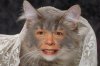 Nancycat.jpg