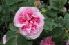 pink rose_3.jpg