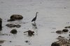 crane and racoon_6.jpg