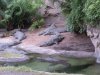 crocodiles2.jpg