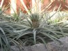 Epcot-Living with the land pineapple.jpg