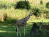AK giraffe and friend.JPG