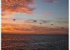 anna maria sunset birds.jpg