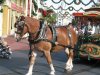 horse.jpg