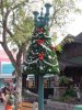 DHS lamp post tree.jpg
