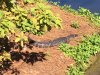 gator.jpg