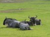 animals on safari.jpg
