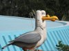 decor seagulls.jpg
