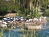 flamingos.jpg