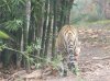 animal tiger butt.jpg