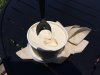 Caramel Ginger Ice Cream.JPG