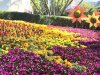 Flower and Garden 1.JPG