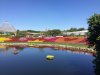 Flower and Garden 6.JPG