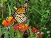IMG_4686 (800x600).jpg