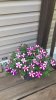 petunia's from Cheryl.jpg