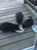 stray kitties.jpg
