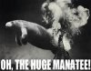 Manatee.jpg