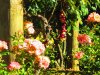 IMG_8318.JPG