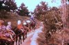 Mule Ride.jpg