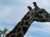 giraffe.jpg