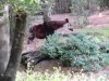 okapi.jpg
