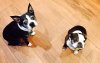Dog Pic_small.jpg
