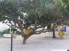 Epcot-Loving with the Land lemons.jpg