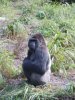 Ak gorilla 2.jpg
