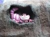 Cheshire Cat.jpg