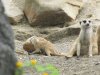 IMG_9931 - Copy.JPG