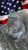 squirel.jpg