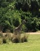 IMG_1264.jpg