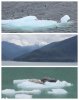 wildlife collage_6_5.jpg