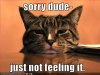 Cat-not-feeling-it.jpg