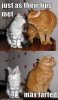 cat fart.jpg