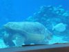 Epcot Coral Reef turtle.JPG