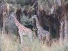 giraffes.jpg