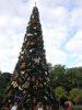 AK-tree.jpg