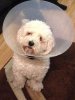 bailey (cone).jpg
