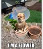 flower.jpg
