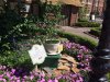 Flower and Garden 12.JPG