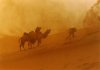 Sand Storm.jpg