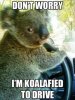 Koalafied to Drive.jpg