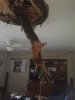 IMG_5362_1472831048504.jpg