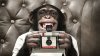 chimp-with-camera.jpg